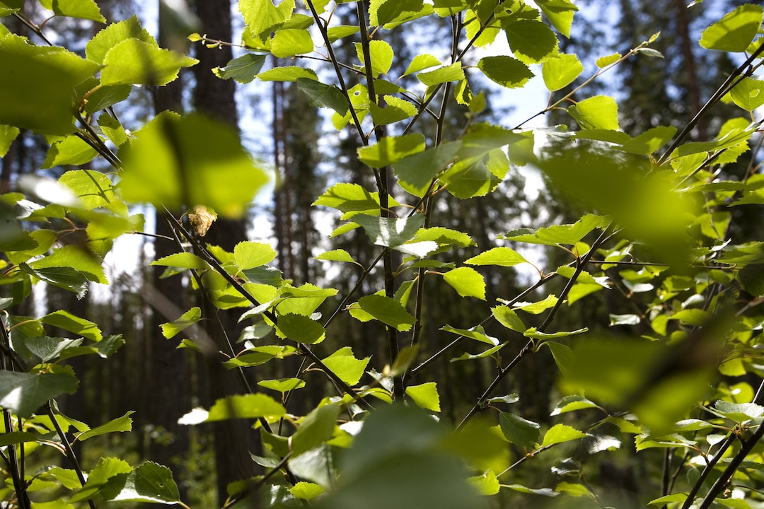 Nature forest Blatt für Blatt.jpg                                                                                                                                                                                                                                                                                                                                                                                                                                                                                   