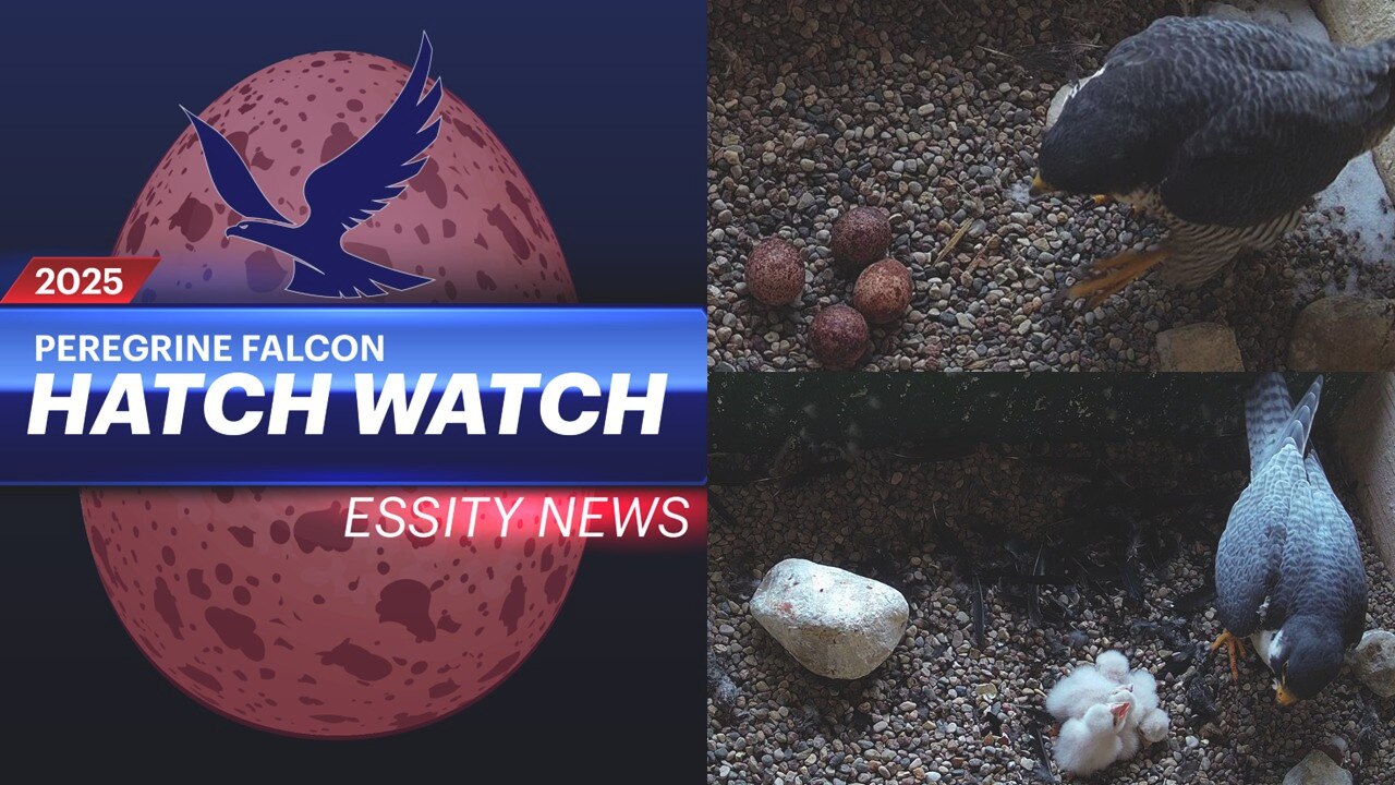 Essity Around The World May Falcons Hatch Usa