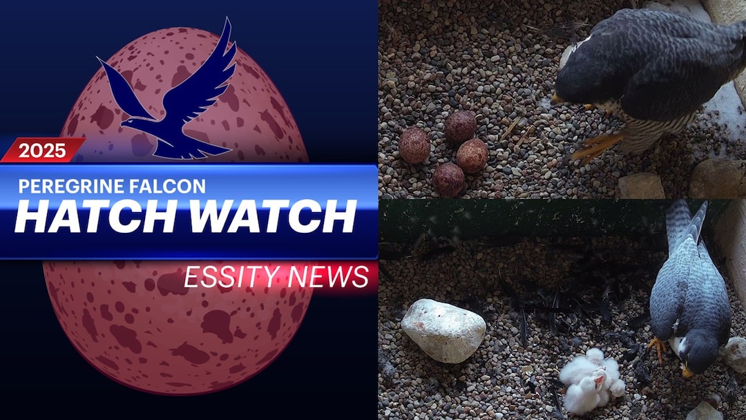 Essity Around The World May Falcons Hatch Usa