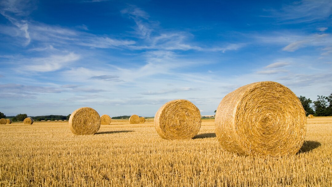 Landscape Of A Large Hay Field With Numerous Straw Bales