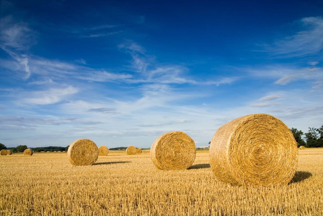 Wheat